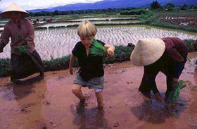 Tunui Franken in rice field